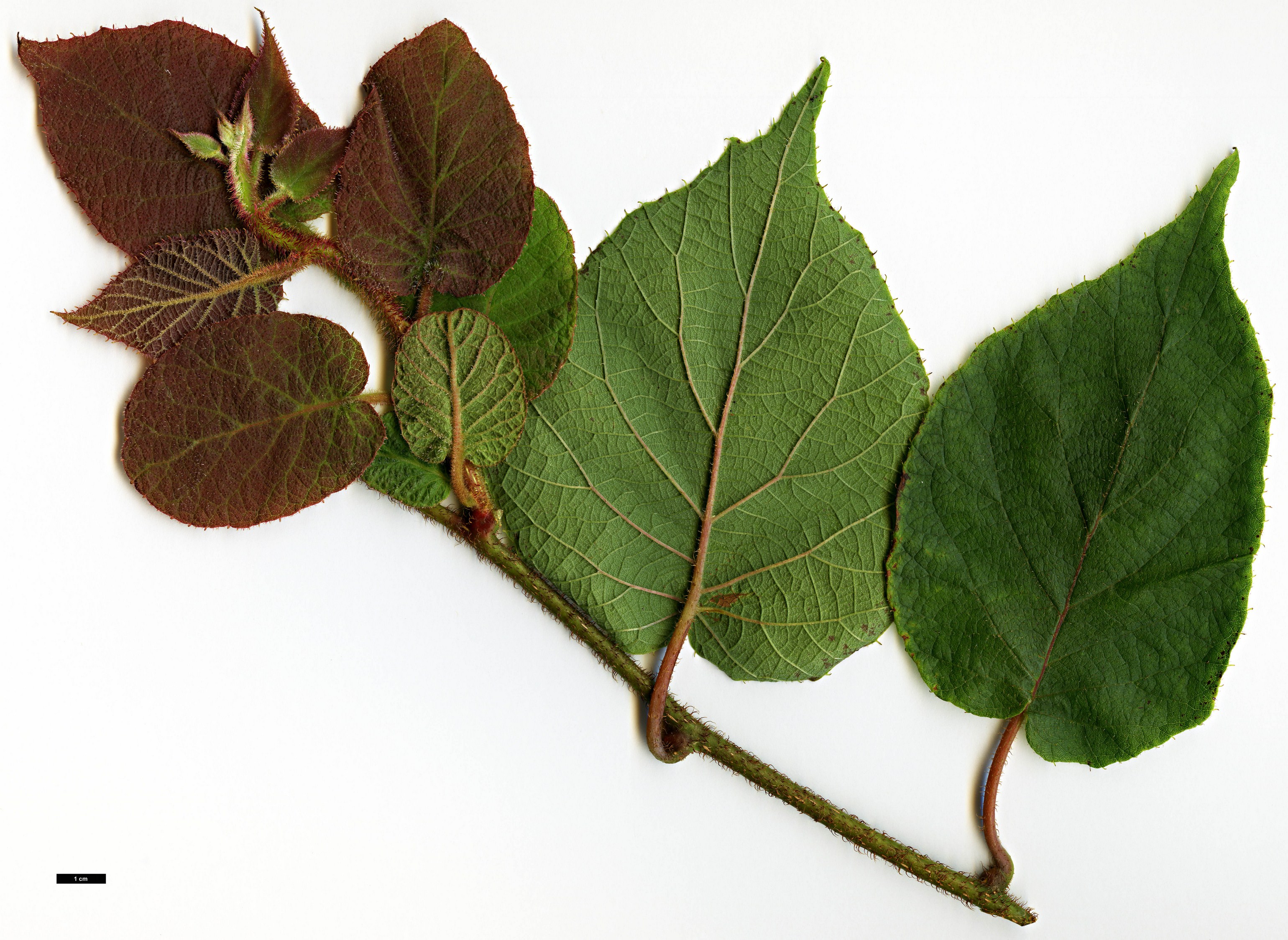 High resolution image: Family: Actinidiaceae - Genus: Actinidia - Taxon: setosa